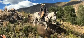 Skeeter, 3 Year Old Gray Brabant/Quarter Horse Cross Gelding for Sale in Altamont, UT