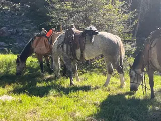 Skeeter, 3 Year Old Gray Brabant/Quarter Horse Cross Gelding for Sale in Altamont, UT, photo 2 of 5