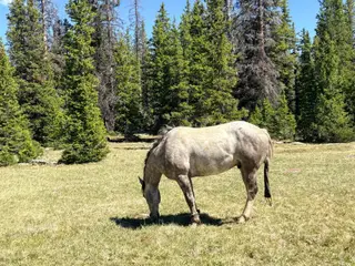 Skeeter, 3 Year Old Gray Brabant/Quarter Horse Cross Gelding for Sale in Altamont, UT, photo 3 of 5