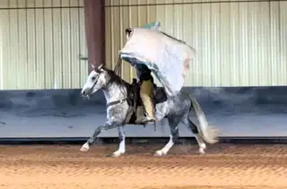 Skeeter, 3 Year Old Gray Brabant/Quarter Horse Cross Gelding for Sale in Altamont, UT, photo 5 of 5