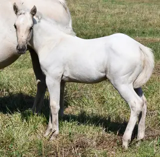 Sann Badger, Foal Palomino Quarter Horse Filly for Sale in King City, MO