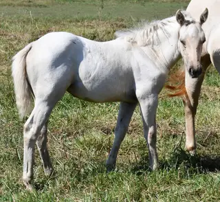 Sann Badger, Foal Palomino Quarter Horse Filly for Sale in King City, MO, photo 2 of 5