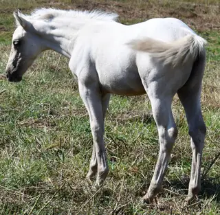 Sann Badger, Foal Palomino Quarter Horse Filly for Sale in King City, MO, photo 3 of 5