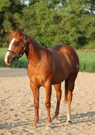 Jonesn for Mimosa, 1 Year Old Sorrel Quarter Horse Colt for Sale in MI
