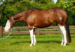 Stat That, 5 Year Old Sorrel Quarter Horse Mare for Sale in Middlefield, OH