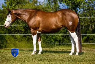 Stat That, 5 Year Old Sorrel Quarter Horse Mare for Sale in Middlefield, OH, photo 2 of 5