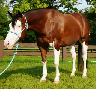 Stat That, 5 Year Old Sorrel Quarter Horse Mare for Sale in Middlefield, OH, photo 3 of 5