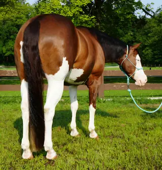 Stat That, 5 Year Old Sorrel Quarter Horse Mare for Sale in Middlefield, OH, photo 5 of 5