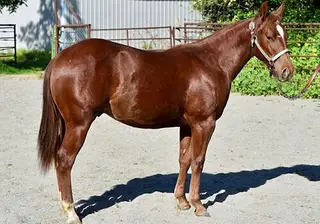 Main Character, 1 Year Old Chestnut Quarter Horse Colt for Sale