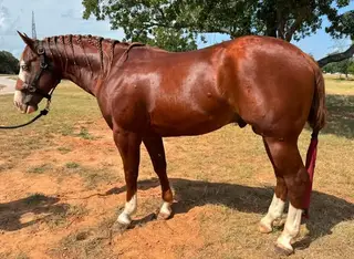 Last Watch, 4 Year Old Sorrel Quarter Horse Stallion for Sale in Gainesville, TX