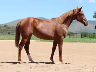 Lucy, 1 Year Old Quarter Horse Filly for Sale in Dewey, AZ