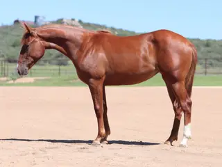 Lucy, 1 Year Old Sorrel Quarter Horse Filly for Sale in Dewey, AZ, photo 2 of 2