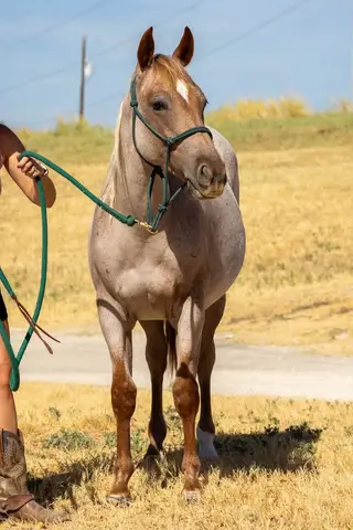 RP Smokin Catt (Kitty), 1 Year Old Red Roan Quarter Horse Filly for Sale in Celina, TX, photo 2 of 4