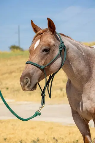 RP Smokin Catt (Kitty), 1 Year Old Red Roan Quarter Horse Filly for Sale in Celina, TX, photo 3 of 4