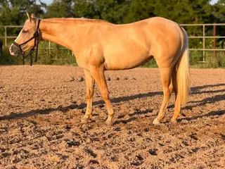 Jessies Brow Oz (Elsa), 2 Year Old Palomino Quarter Horse Mare for Sale in Unionville, MO