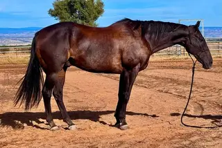 Sarge, 19 Year Old Bay Quarter Horse Gelding for Sale in Red Bluff, CA, photo 2 of 4