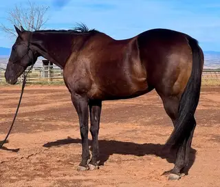 Sarge, 19 Year Old Bay Quarter Horse Gelding for Sale in Red Bluff, CA, photo 3 of 4