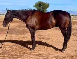 Sarge, 19 Year Old Bay Quarter Horse Gelding for Sale in Red Bluff, CA, photo 4 of 4