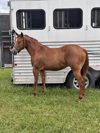 Filly by SG Frozen Enterprize, 1 Year Old Sorrel Quarter Horse Filly for Sale in Clarendon, NC