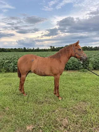 Filly by SG Frozen Enterprize, 1 Year Old Sorrel Quarter Horse Filly for Sale in Clarendon, NC, photo 2 of 5