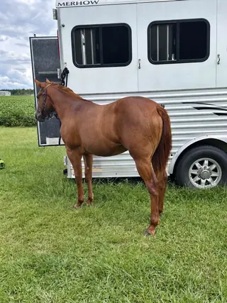 Filly by SG Frozen Enterprize, 1 Year Old Sorrel Quarter Horse Filly for Sale in Clarendon, NC, photo 3 of 5