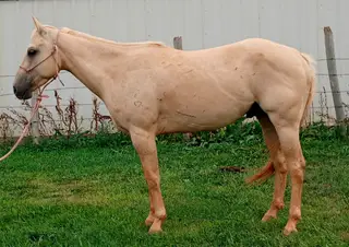 Cee Heart Rev San, 3 Year Old Palomino Quarter Horse Gelding for Sale in Edgemont, SD, photo 2 of 5