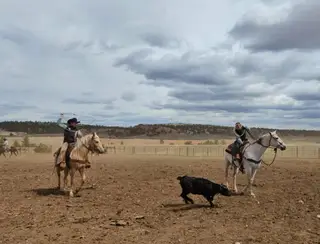 Cee Heart Rev San, 3 Year Old Palomino Quarter Horse Gelding for Sale in Edgemont, SD, photo 4 of 5