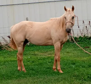 Cee Heart Rev San, 3 Year Old Palomino Quarter Horse Gelding for Sale in Edgemont, SD, photo 5 of 5
