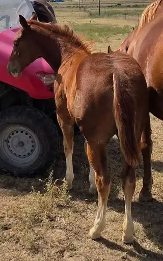 HP Hott Rooster Girl, Foal Sorrel Quarter Horse Filly for Sale in Flagler, CO, photo 2 of 4