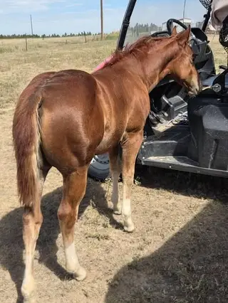 HP Hott Rooster Girl, Foal Sorrel Quarter Horse Filly for Sale in Flagler, CO, photo 3 of 4