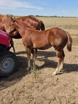 HP Hott Rooster Girl, Foal Sorrel Quarter Horse Filly for Sale in Flagler, CO, photo 4 of 4