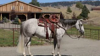 Hired Golden Boy (Anchor), 5 Year Old Quarter Horse Gelding for Sale