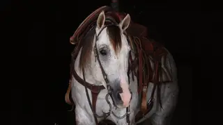 Hired Golden Boy (Anchor), 5 Year Old Grey Quarter Horse Gelding for Sale, photo 2 of 4