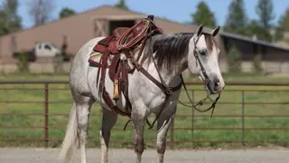 Hired Golden Boy (Anchor), 5 Year Old Grey Quarter Horse Gelding for Sale, photo 3 of 4
