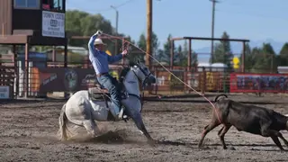 Hired Golden Boy (Anchor), 5 Year Old Grey Quarter Horse Gelding for Sale, photo 4 of 4