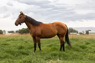 Shes Pepto Highbrow (Grace), 5 Year Old Bay Quarter Horse Mare for Sale in Milton Freewater, OR