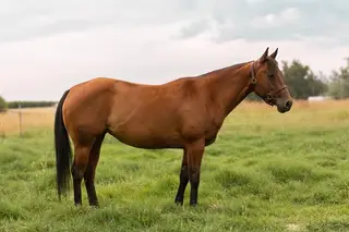 Shes Pepto Highbrow (Grace), 5 Year Old Bay Quarter Horse Mare for Sale in Milton Freewater, OR, photo 2 of 5