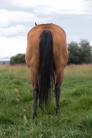 Shes Pepto Highbrow (Grace), 5 Year Old Bay Quarter Horse Mare for Sale in Milton Freewater, OR, photo 4 of 5
