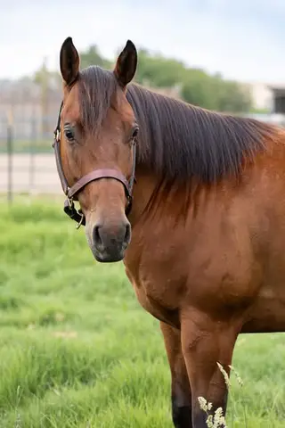 Shes Pepto Highbrow (Grace), 5 Year Old Bay Quarter Horse Mare for Sale in Milton Freewater, OR, photo 5 of 5