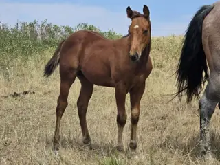 Beatles, Foal Bay Quarter Horse Colt for Sale in Hebron, ND, photo 2 of 5