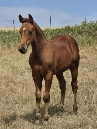 Beatles, Foal Bay Quarter Horse Colt for Sale in Hebron, ND, photo 3 of 5