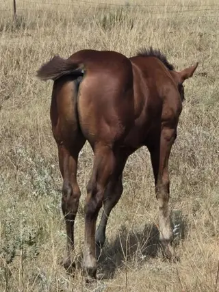 Beatles, Foal Bay Quarter Horse Colt for Sale in Hebron, ND, photo 4 of 5