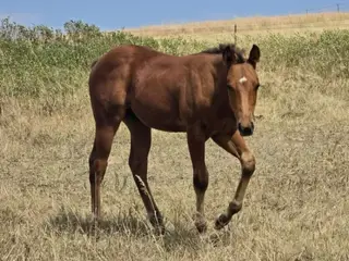 Beatles, Foal Bay Quarter Horse Colt for Sale in Hebron, ND, photo 5 of 5