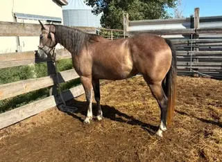 Filly by HEZA STREAK OF BLING, 3 Year Old Bay Roan Quarter Horse Filly for Sale in Gothenburg, NE