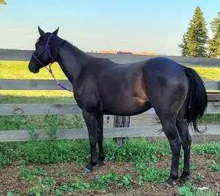 SRR Cools Last Frost, 3 Year Old Bay Quarter Horse Gelding for Sale in ND, photo 4 of 6