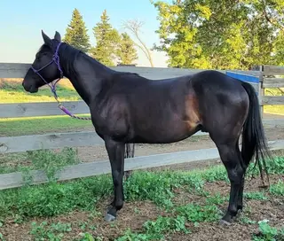SRR Cools Last Frost, 3 Year Old Bay Quarter Horse Gelding for Sale in ND, photo 5 of 6