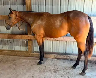 KB Frenchman Diamond, 1 Year Old Bay Quarter Horse Filly for Sale in Belgrade, MO