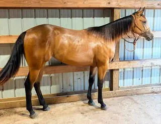 KB Frenchman Diamond, 1 Year Old Bay Quarter Horse Filly for Sale in Belgrade, MO, photo 3 of 5