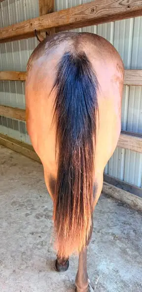 KB Frenchman Diamond, 1 Year Old Bay Quarter Horse Filly for Sale in Belgrade, MO, photo 4 of 5
