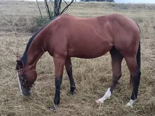 GR Chics Gotta Spark, 2 Year Old Bay Quarter Horse Filly for Sale
